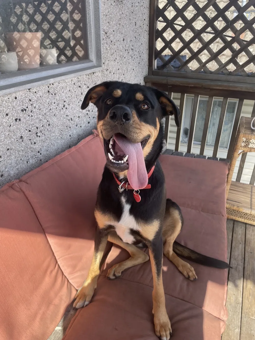 4D Dog Care Vancouver - Vancouver pet otel görseli 3