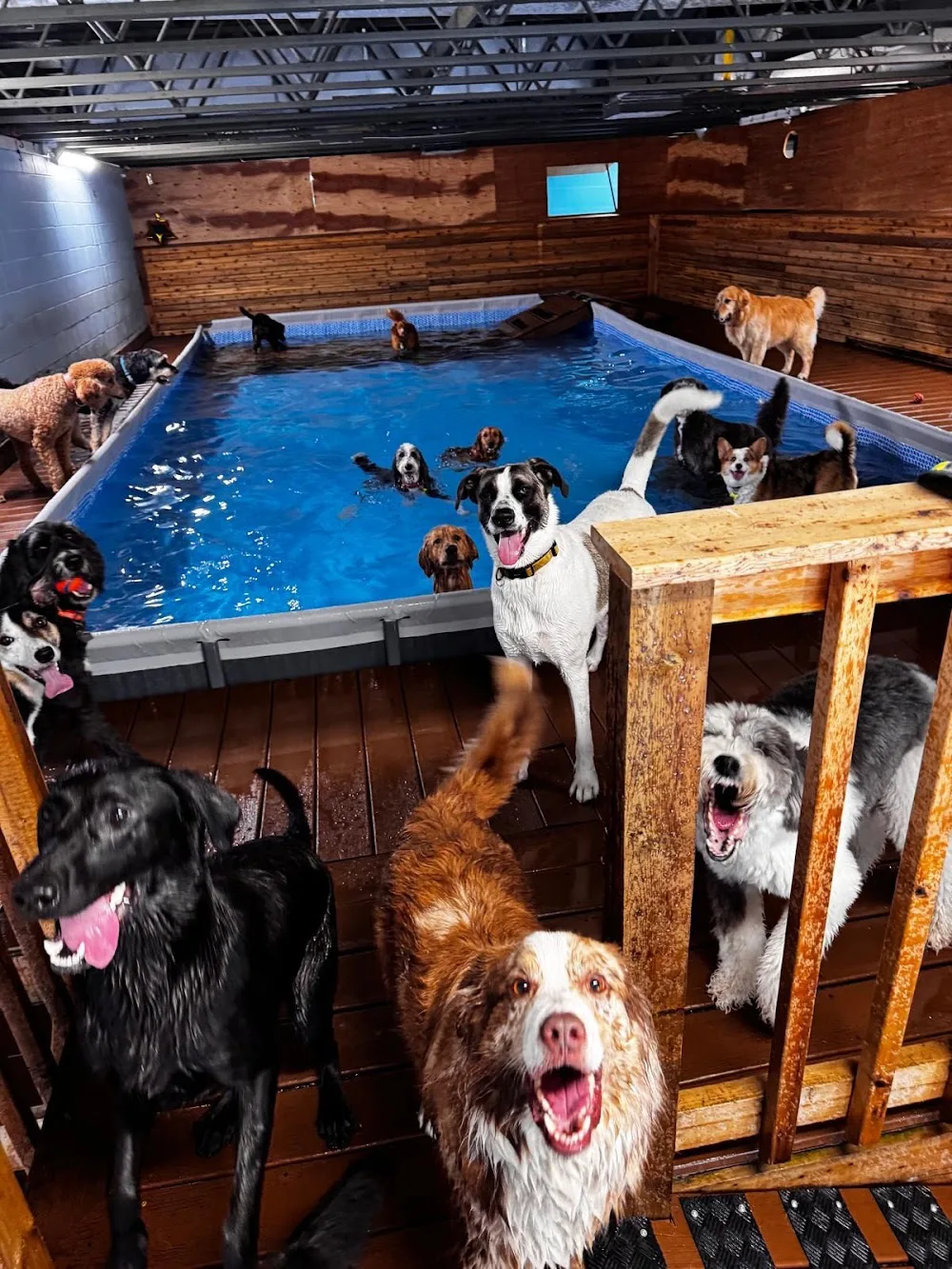 Dog Swim Vancouver - Vancouver pet otel