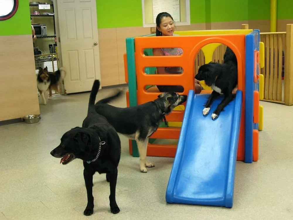 Dogcity Dog Daycare - Vancouver pet otel
