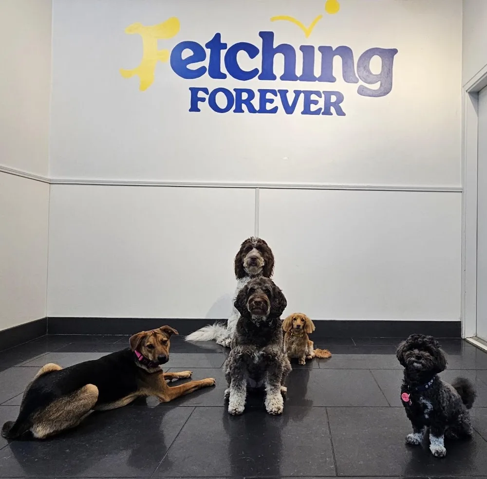 Fetching Forever Dog Daycare & Spa - Vancouver pet otel görseli 3