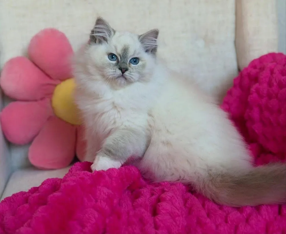 Fur Friends Cattery - Vancouver pet otel