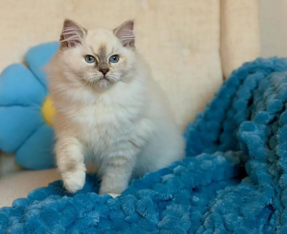 Fur Friends Cattery - Vancouver pet otel görseli 3