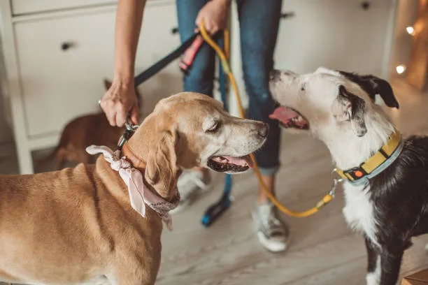 Little Buddies Pet Care - Vancouver pet otel görseli 3