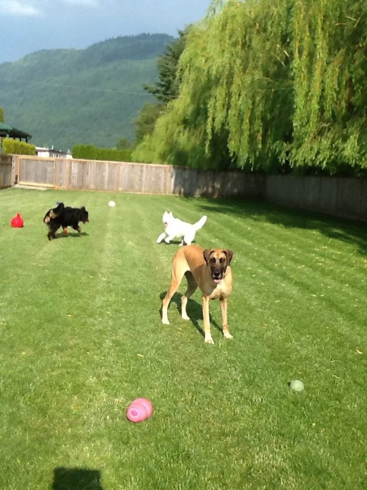 Love on a Leash - Vancouver pet otel görseli 3