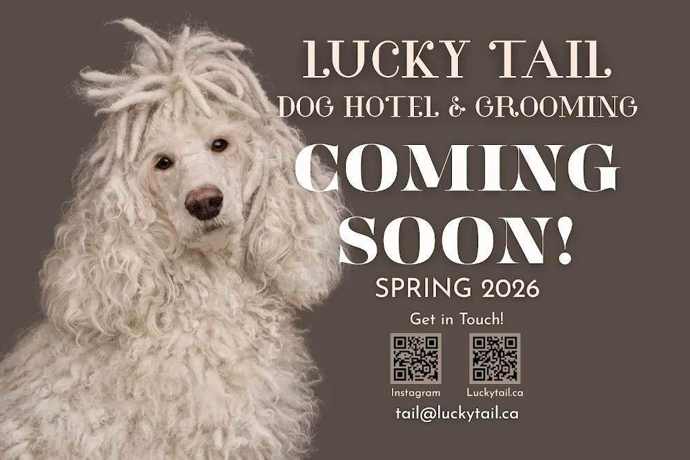 Lucky Tail - Dog Hotel & Grooming - Vancouver pet otel