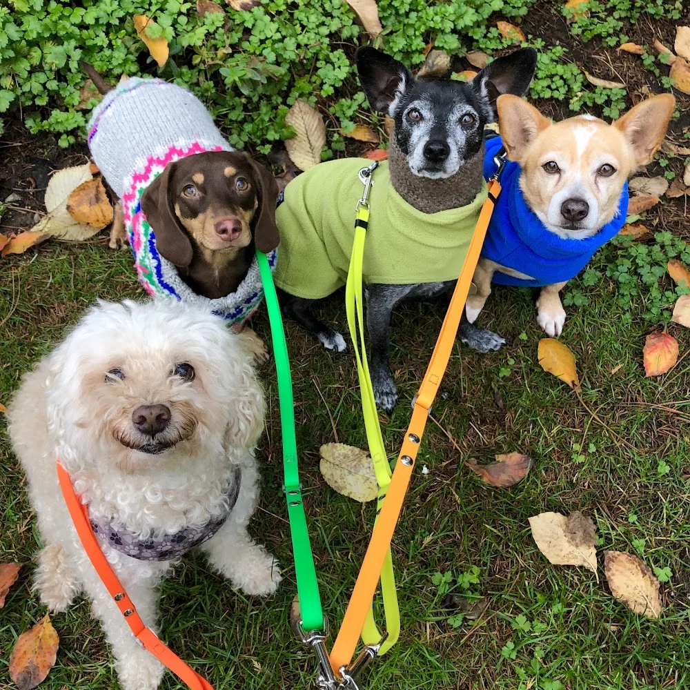 Main Street Dog Care - Vancouver pet otel