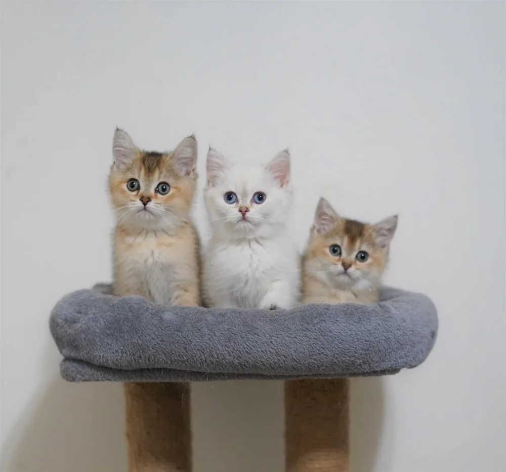Meoww City - Vancouver pet otel görseli 2
