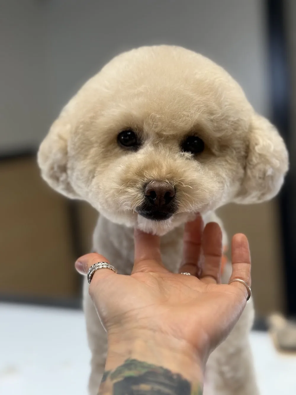 Patiköy Pet Grooming & Daycare - Vancouver pet otel görseli 2