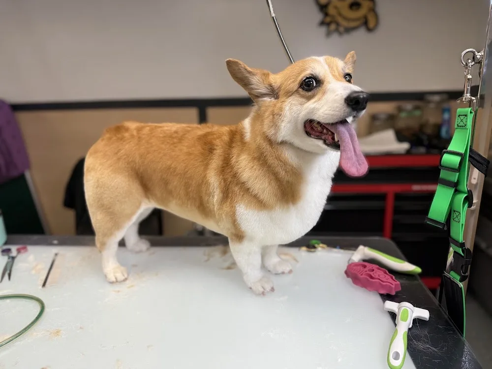 Patiköy Pet Grooming & Daycare - Vancouver pet otel görseli 3