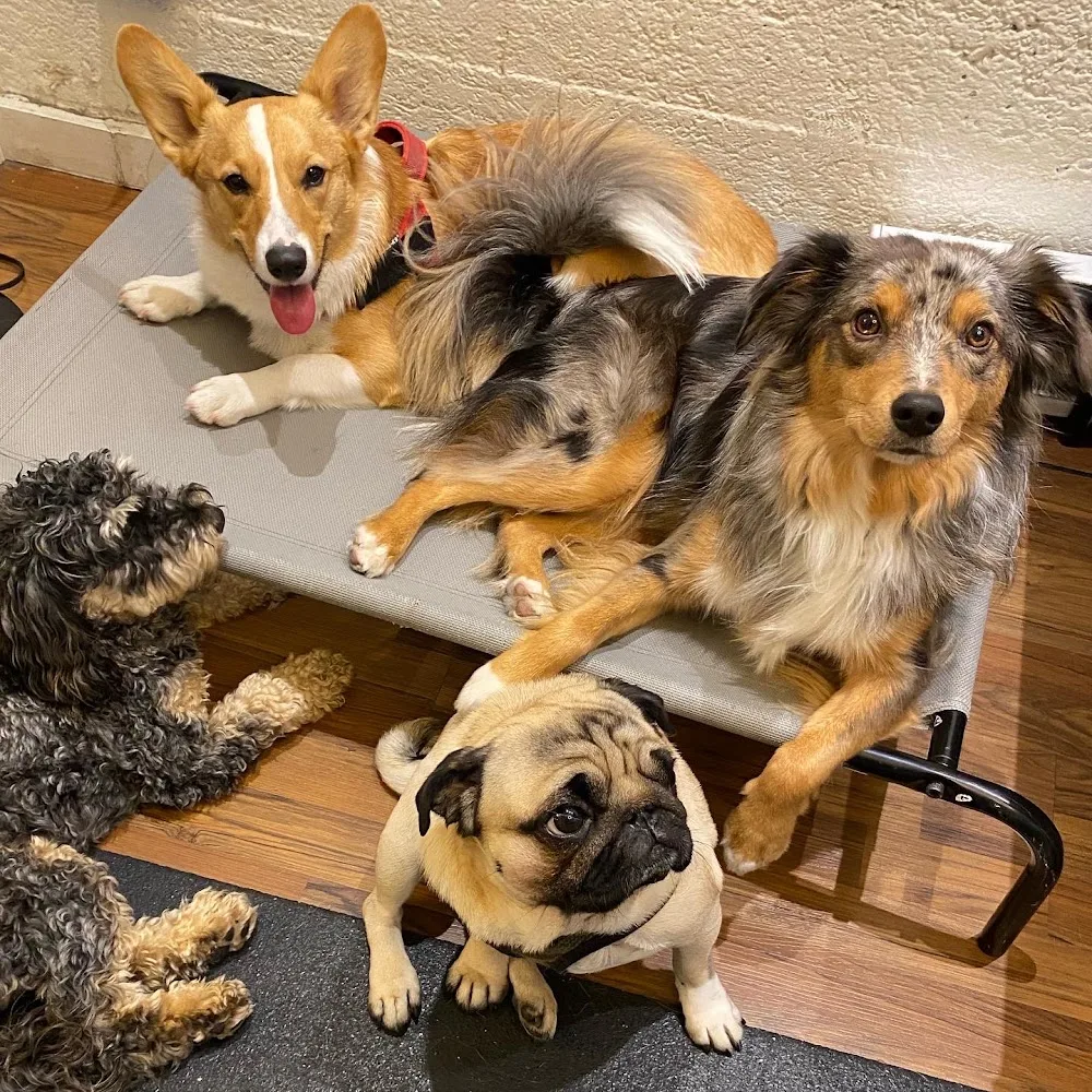 Petite Paws Playcare - Vancouver pet otel görseli 2