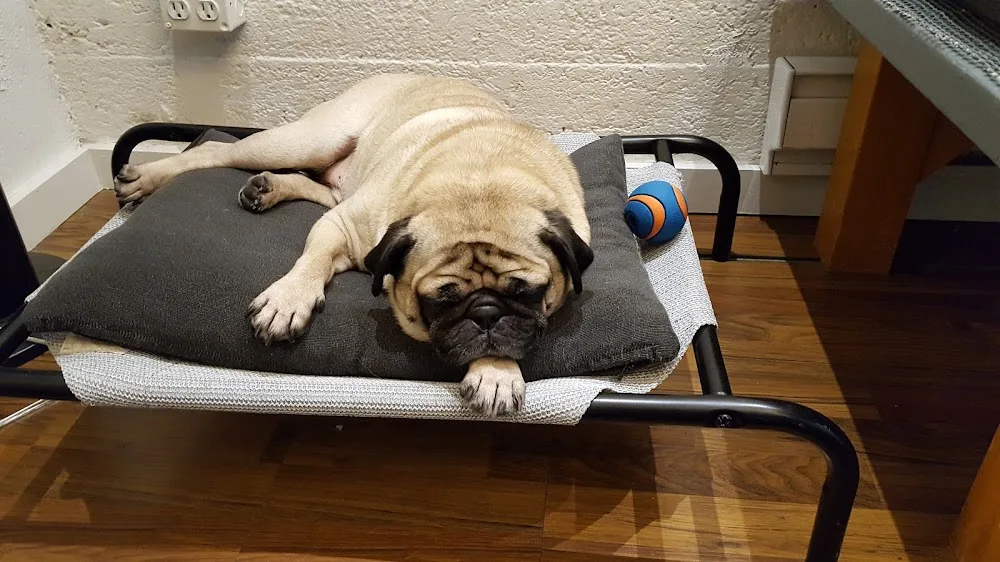 Petite Paws Playcare - Vancouver pet otel görseli 5
