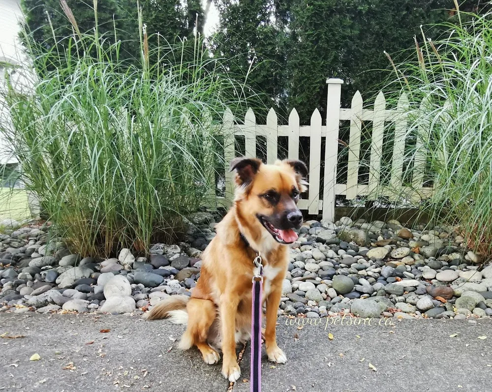 Pets Inc - Vancouver pet otel