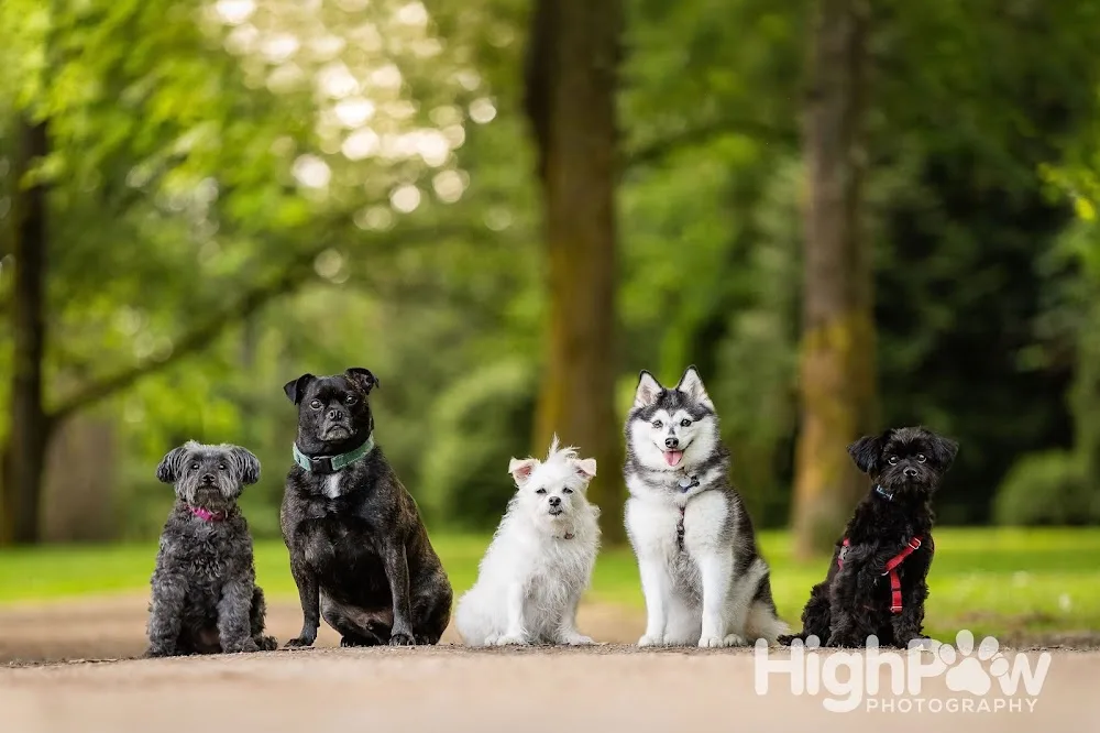 Pipsqueak Pups Daycare, Home Boarding & Grooming - Vancouver pet otel