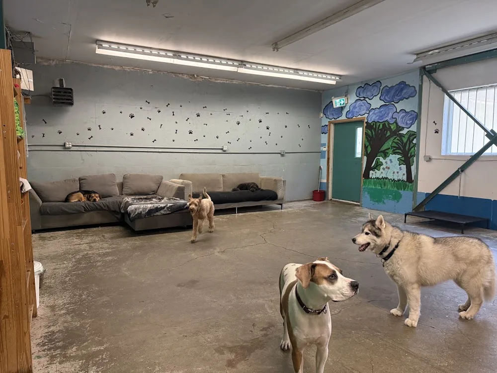 Raise the Woof - Vancouver pet otel