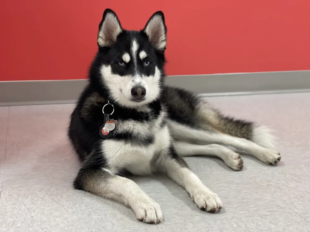 STANLEY BARK - Grooming Daycare Home Board No Sedation Dog Teeth Cleaning - Vancouver pet otel
