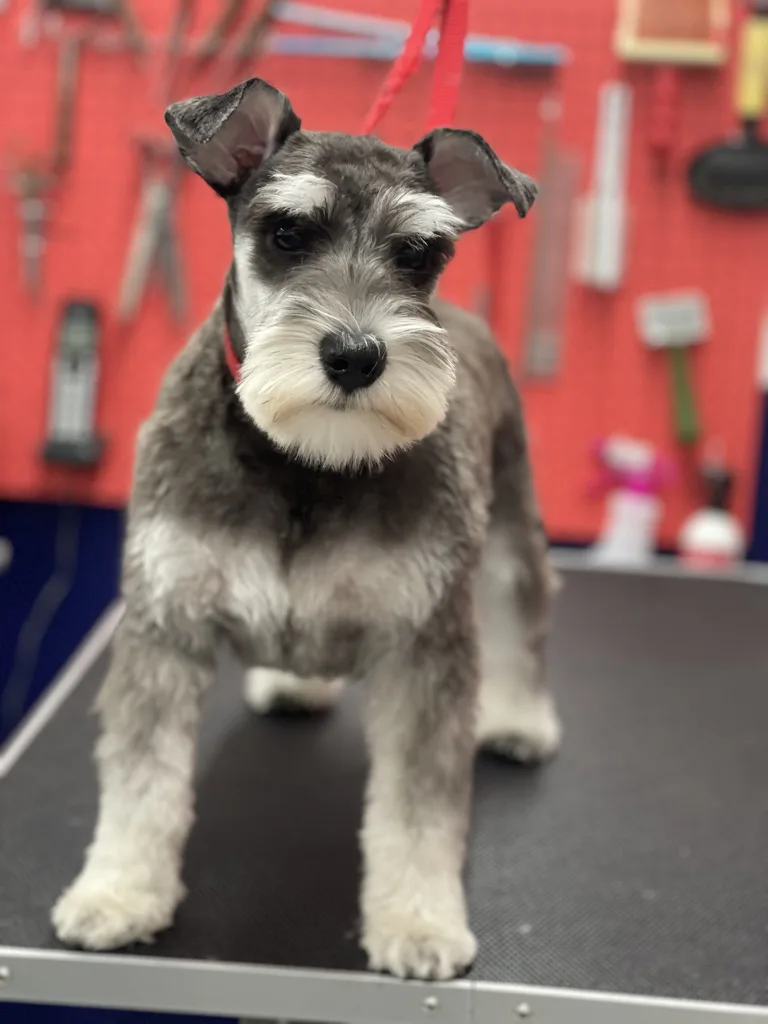 STANLEY BARK - Grooming Daycare Home Board No Sedation Dog Teeth Cleaning - Vancouver pet otel görseli 5