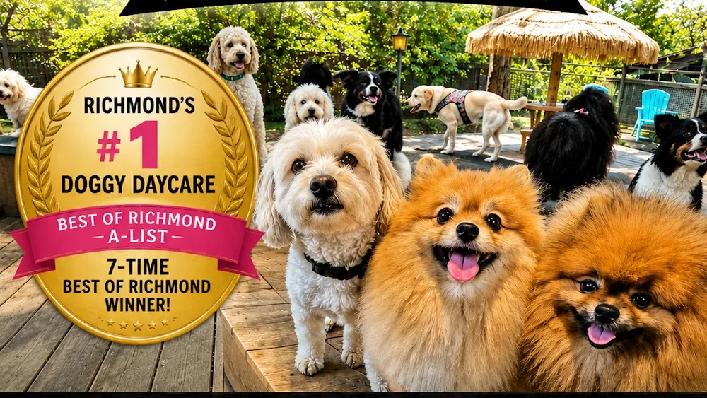 The Woofer Walkers Dog Daycare, Dog Boarding & Dog Walking - Vancouver pet otel