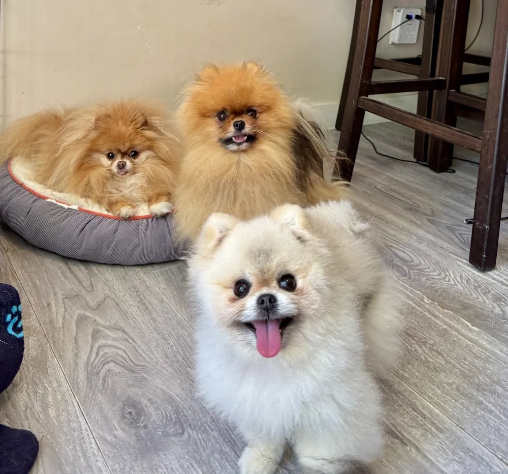 The Woofer Walkers Dog Daycare, Dog Boarding & Dog Walking - Vancouver pet otel görseli 3