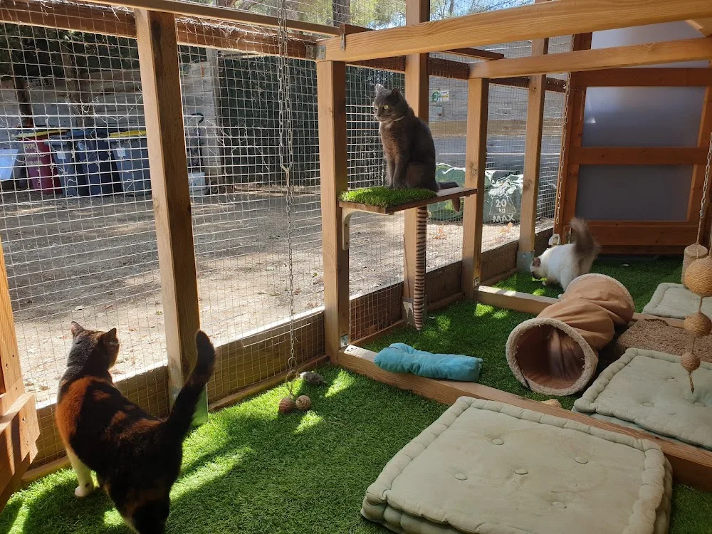 Cat'y'mini pension chat - Var pet otel