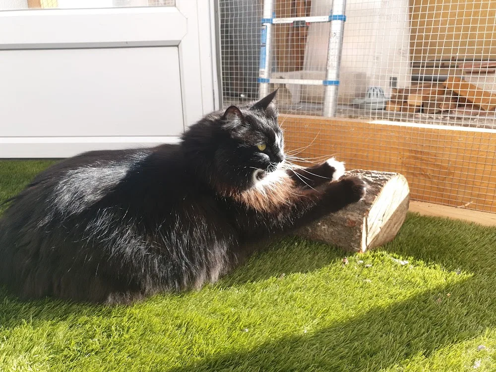 Cat'y'mini pension chat - Var pet otel görseli 3