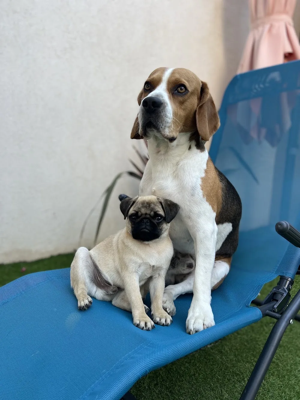 CŒUR DE POILS 83 I Garde d'animaux I Pet-Sitter I Visite à domicile I Taxi animalier - Var pet otel