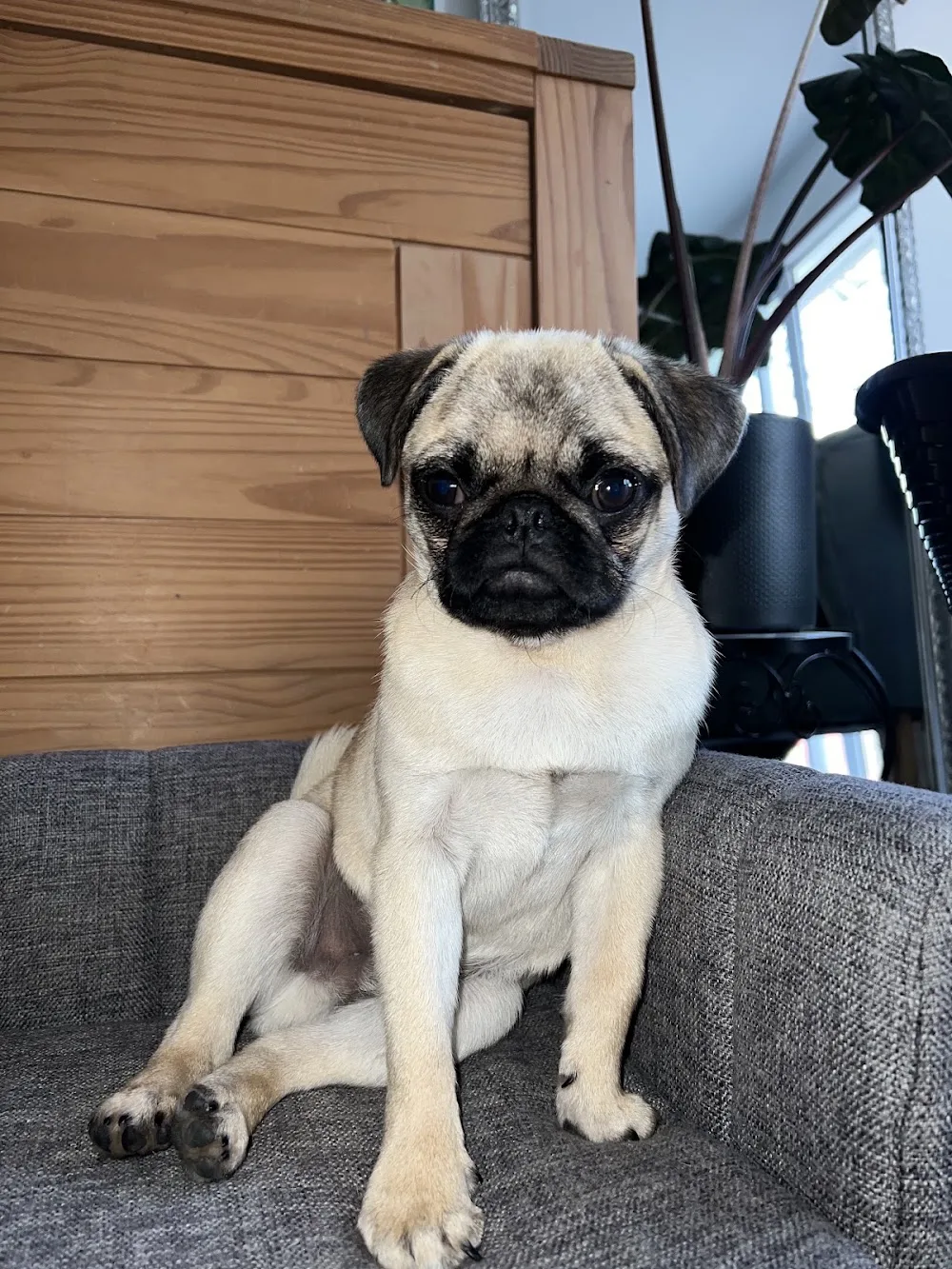 CŒUR DE POILS 83 I Garde d'animaux I Pet-Sitter I Visite à domicile I Taxi animalier - Var pet otel görseli 3