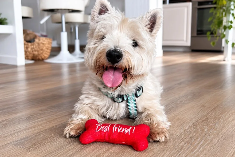 Dog Sitting Fréjus - Var pet otel