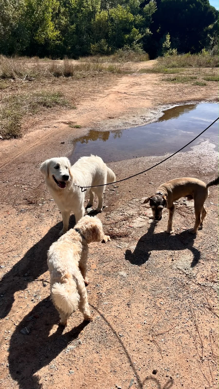 Dog Sitting Fréjus - Var pet otel görseli 3