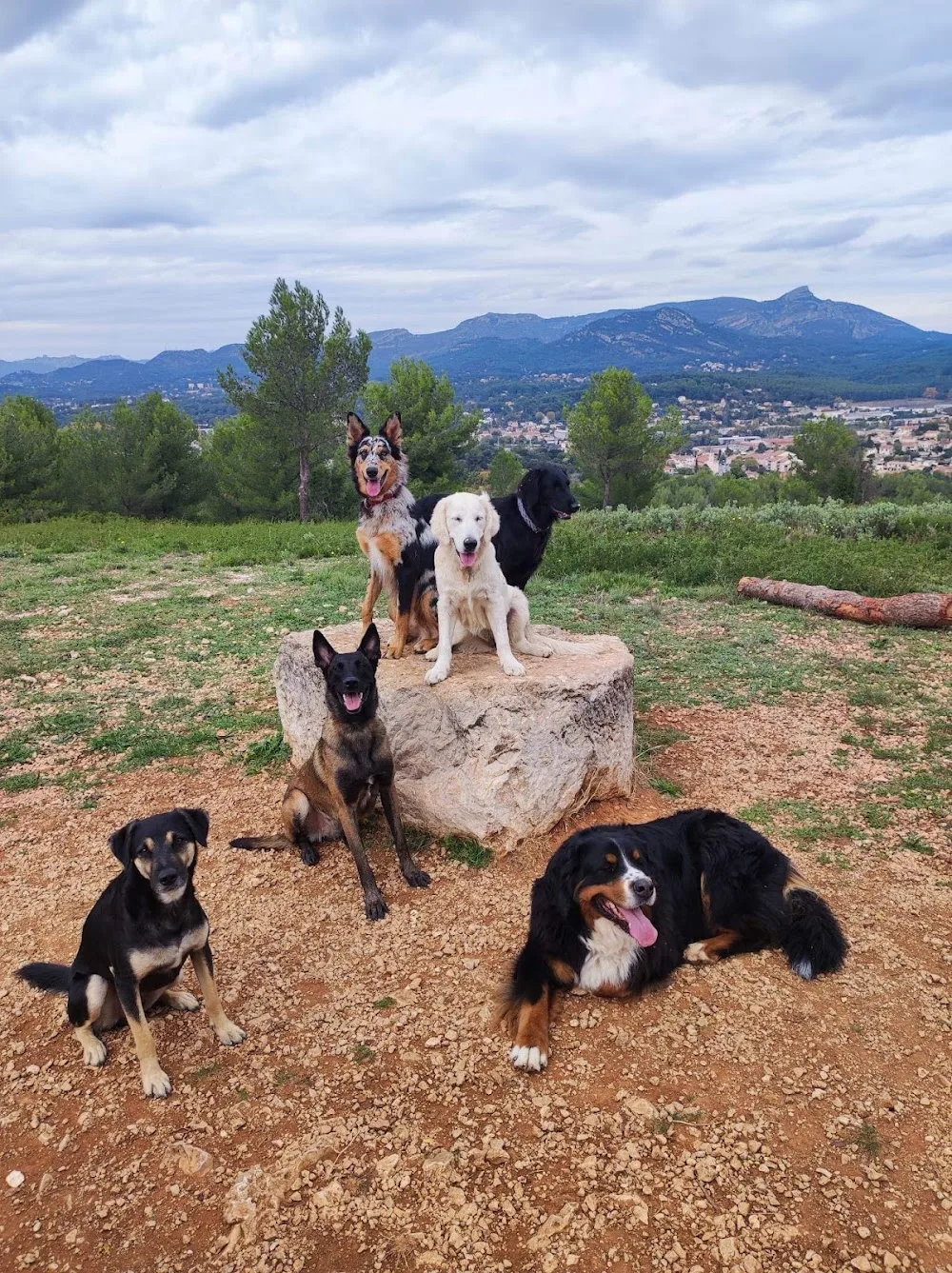 KIBKI :Garde animaux, pension familiale canine, soins énergétiques, conseils naturopathie - Var pet otel