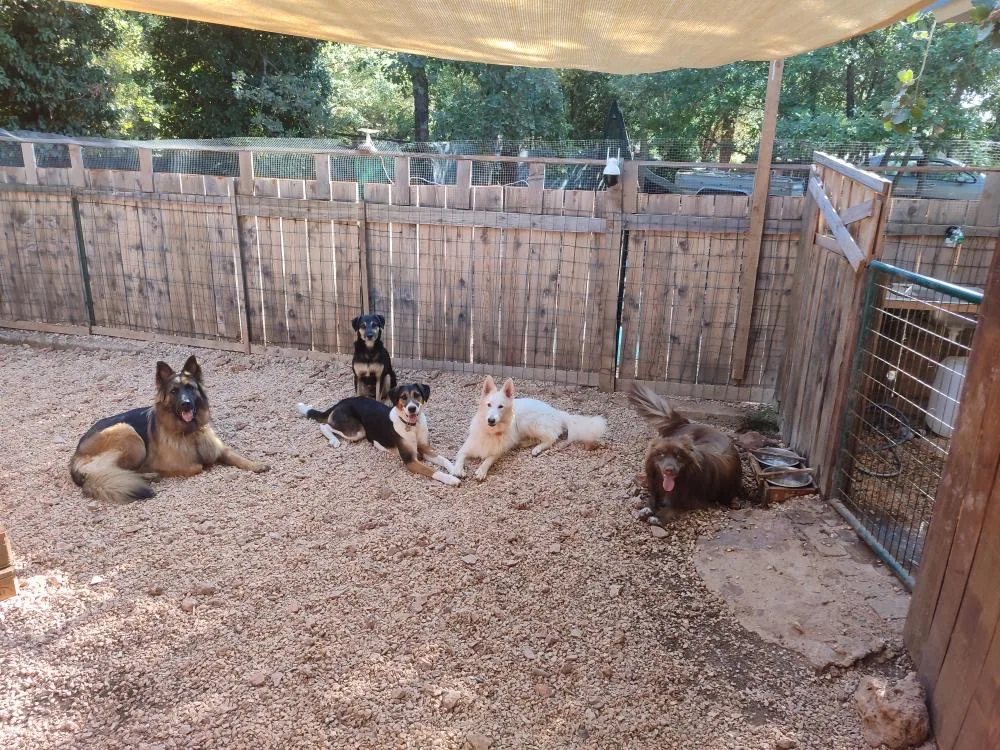 KIBKI :Garde animaux, pension familiale canine, soins énergétiques, conseils naturopathie - Var pet otel görseli 3