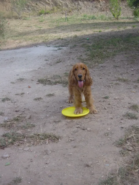 La colline canine - Var pet otel