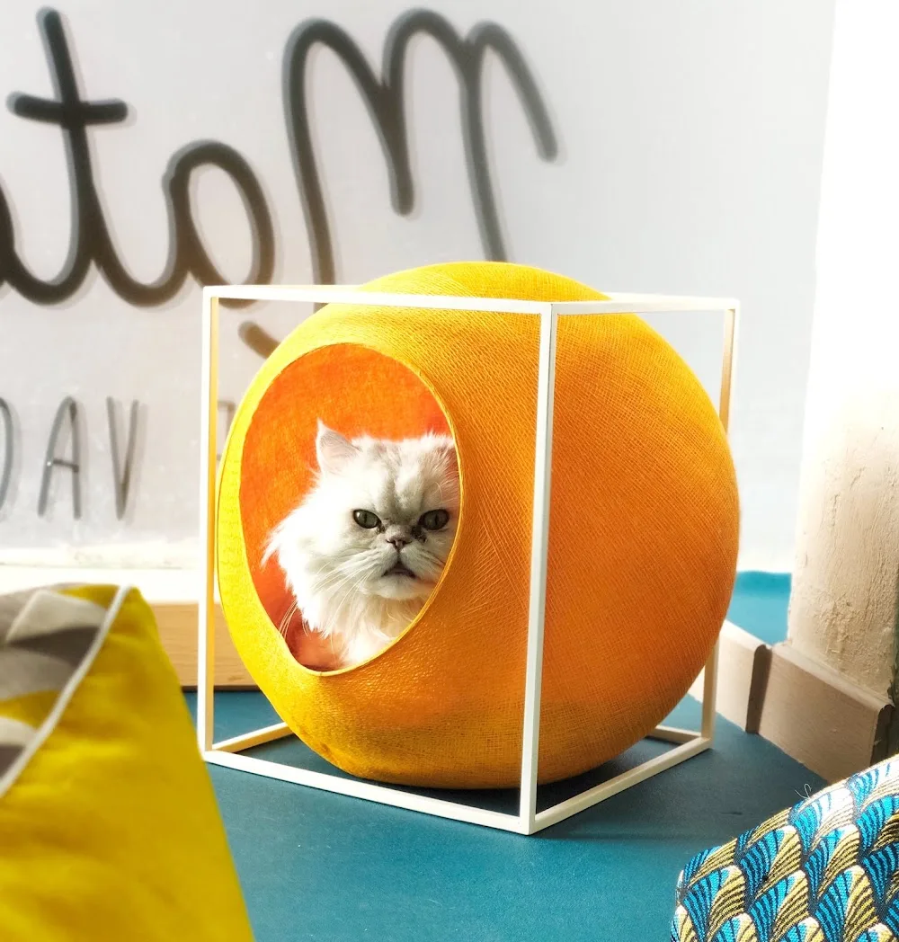 Les Matoulonnais - Club de vacances félin - Var pet otel