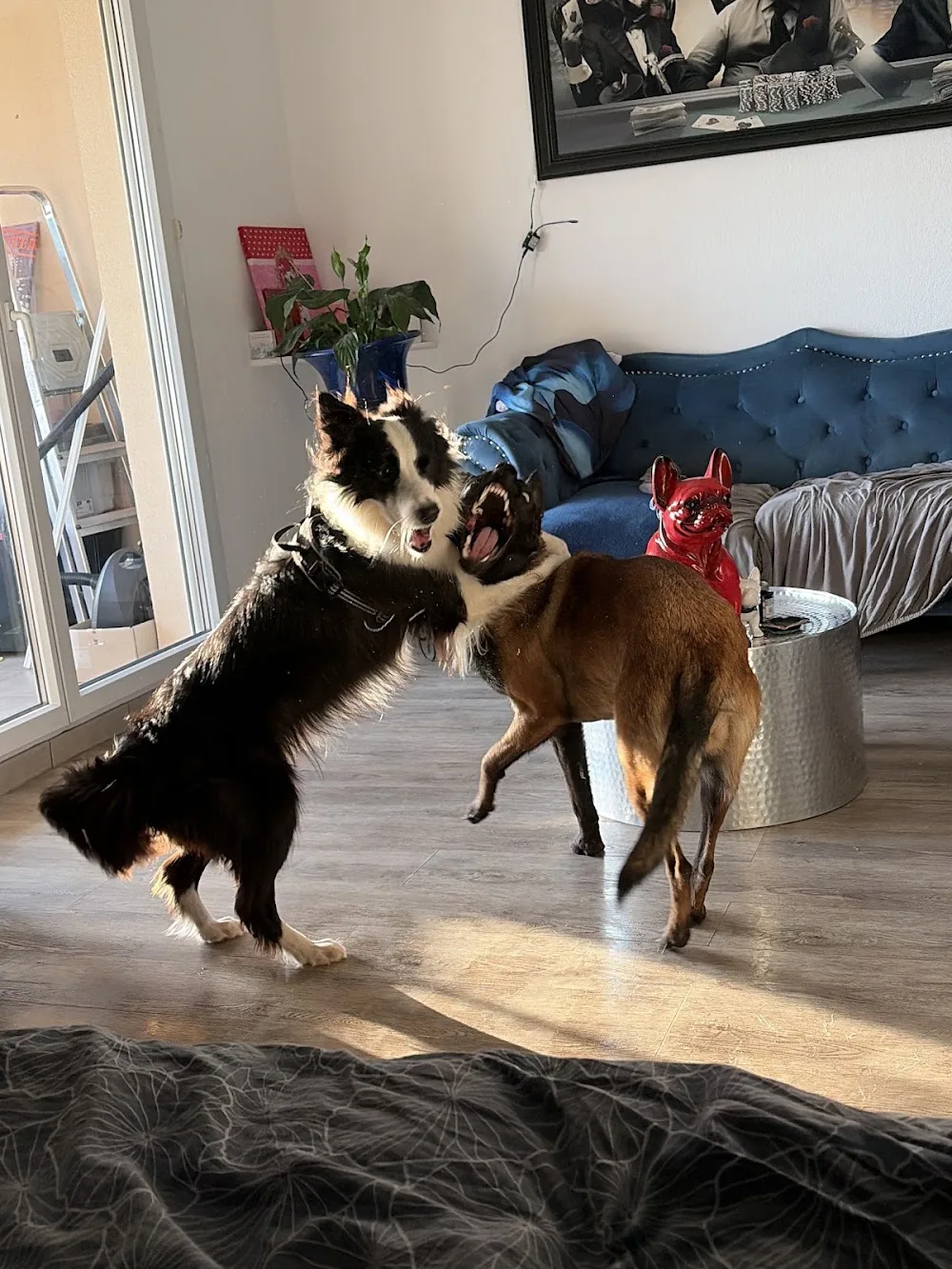 Lucette&Cie - Var pet otel görseli 3