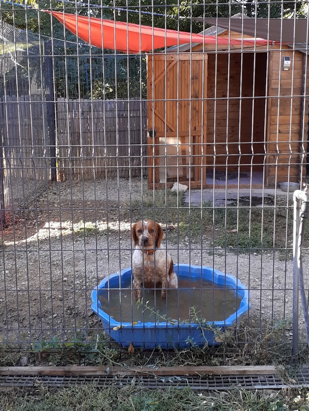 pension canine du rigaou - Var pet otel