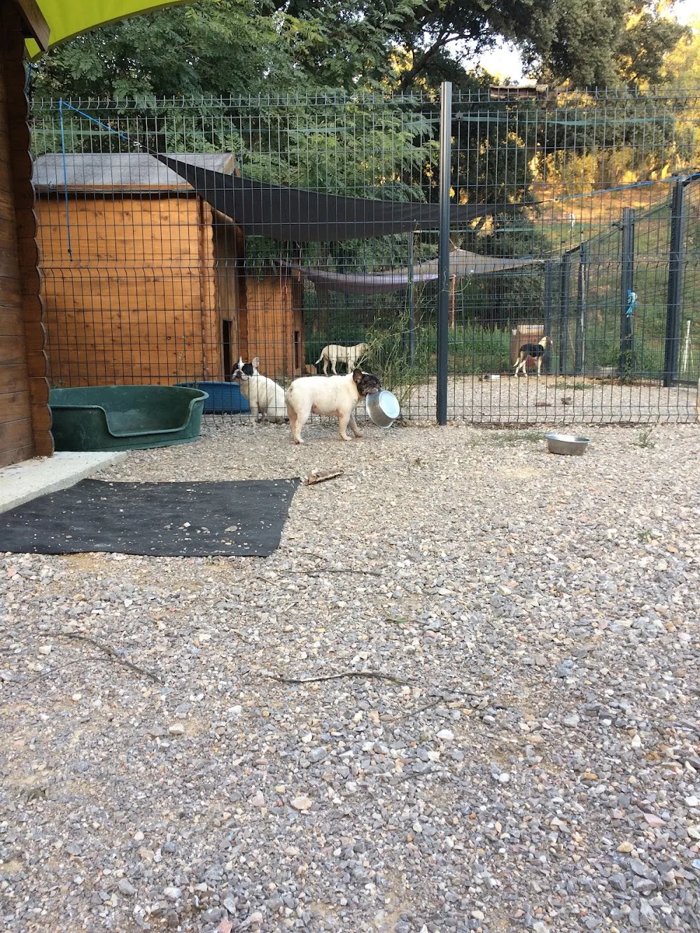 pension canine du rigaou - Var pet otel görseli 3