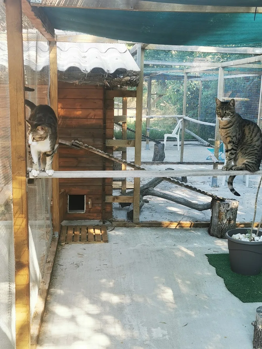 pension féline le Chat Pacha - Var pet otel