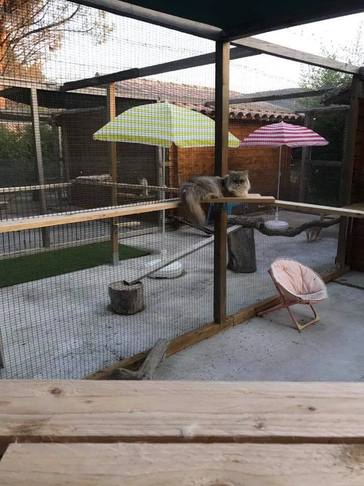 pension féline le Chat Pacha - Var pet otel görseli 3