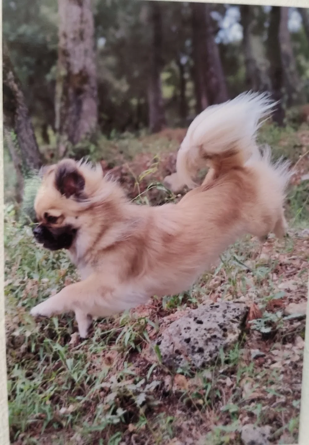 Tibbie & Cie - pension canine familiale - Var pet otel görseli 2