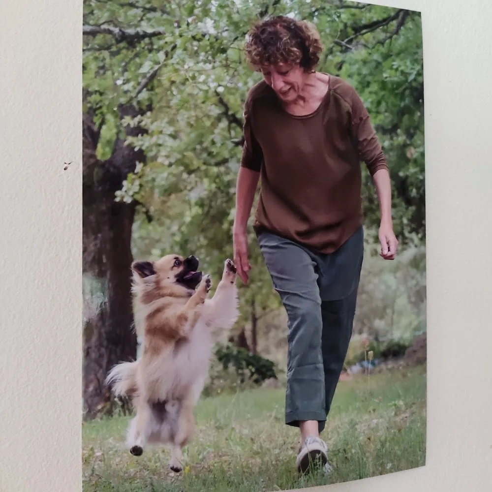 Tibbie & Cie - pension canine familiale - Var pet otel görseli 3