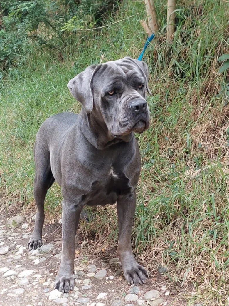 ALLEVAMENTO & PENSIONE VALMOREA - Varese pet otel görseli 3