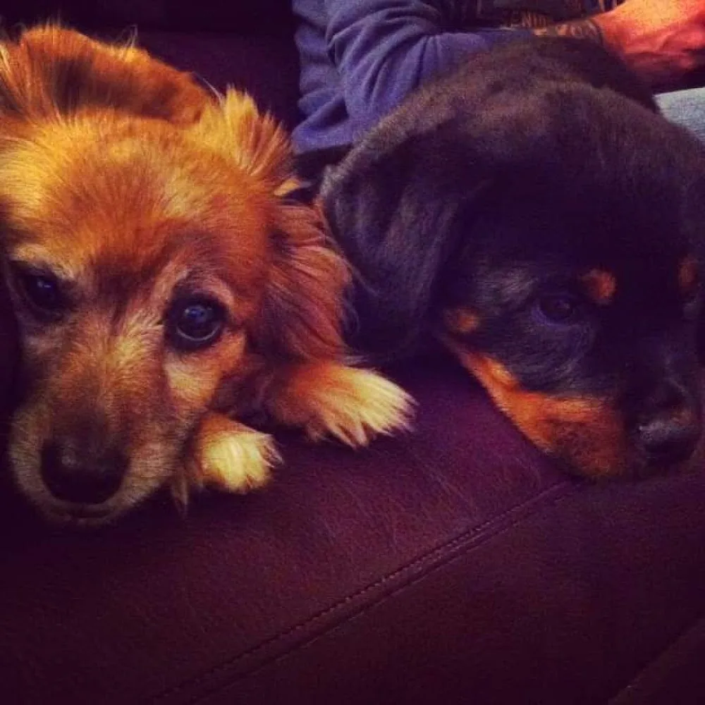 Amicipelosi di Giannina - Family Dog Sitter - Roofus - Varese pet otel
