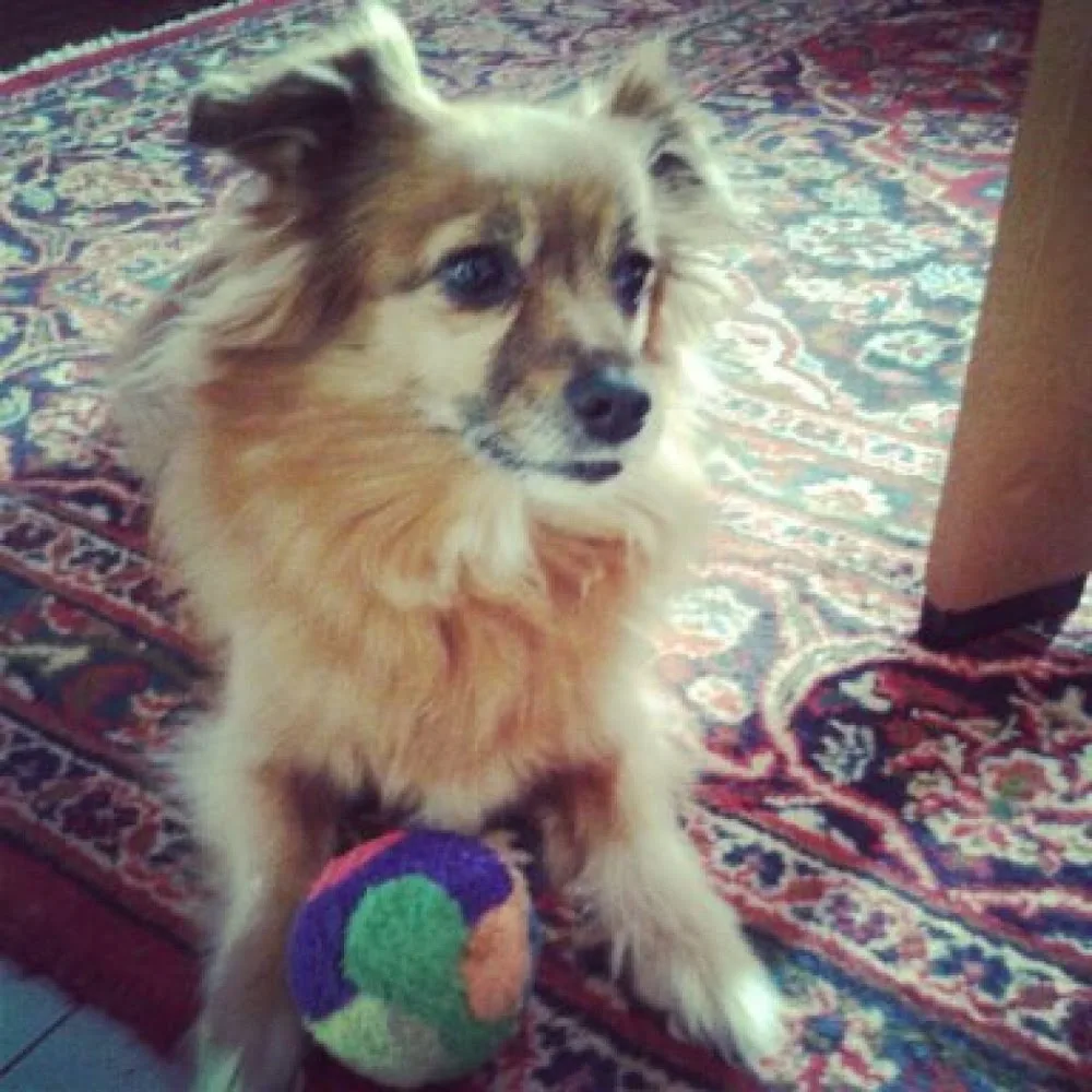 Amicipelosi di Giannina - Family Dog Sitter - Roofus - Varese pet otel görseli 3