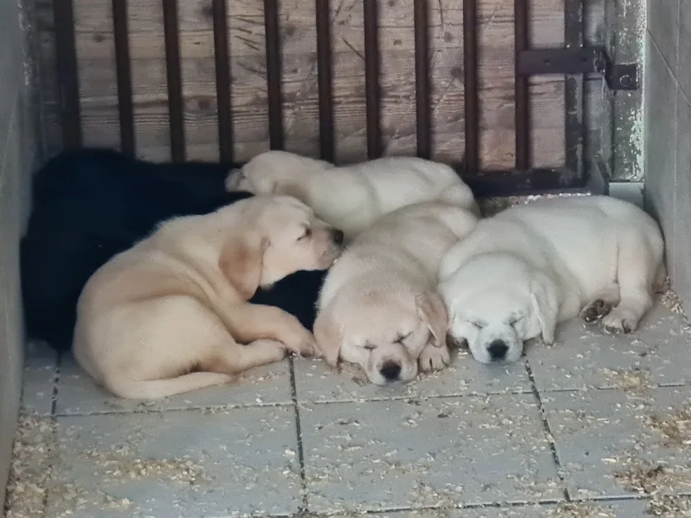 Dog Village - Varese pet otel görseli 3