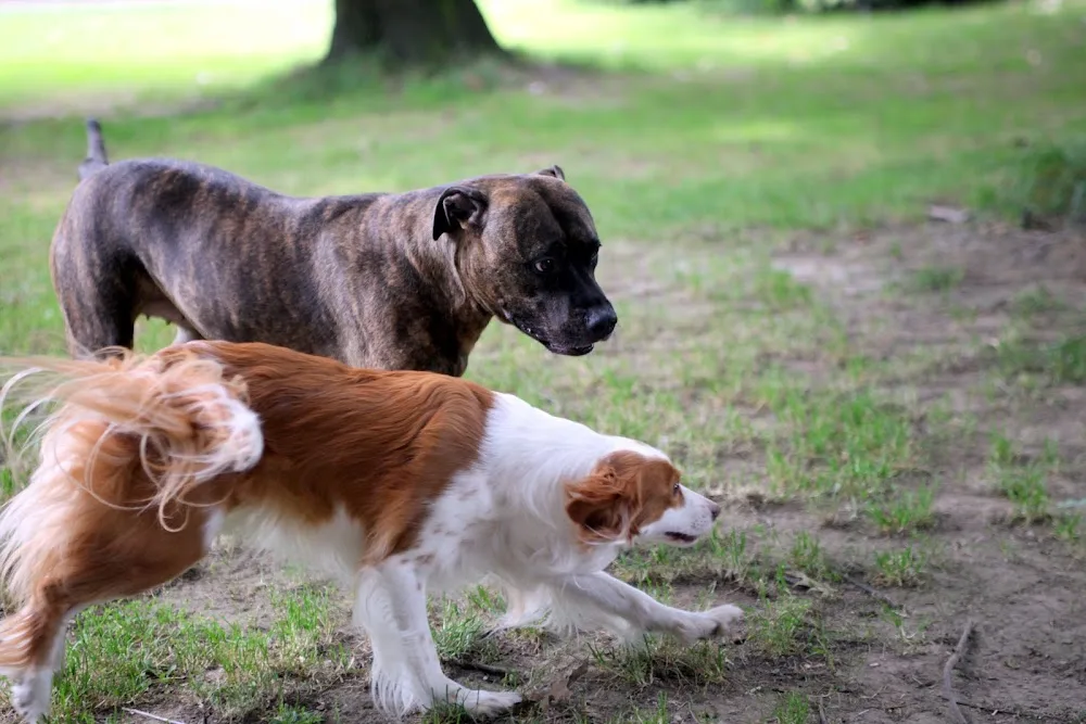 New Crazy Dog - Varese pet otel
