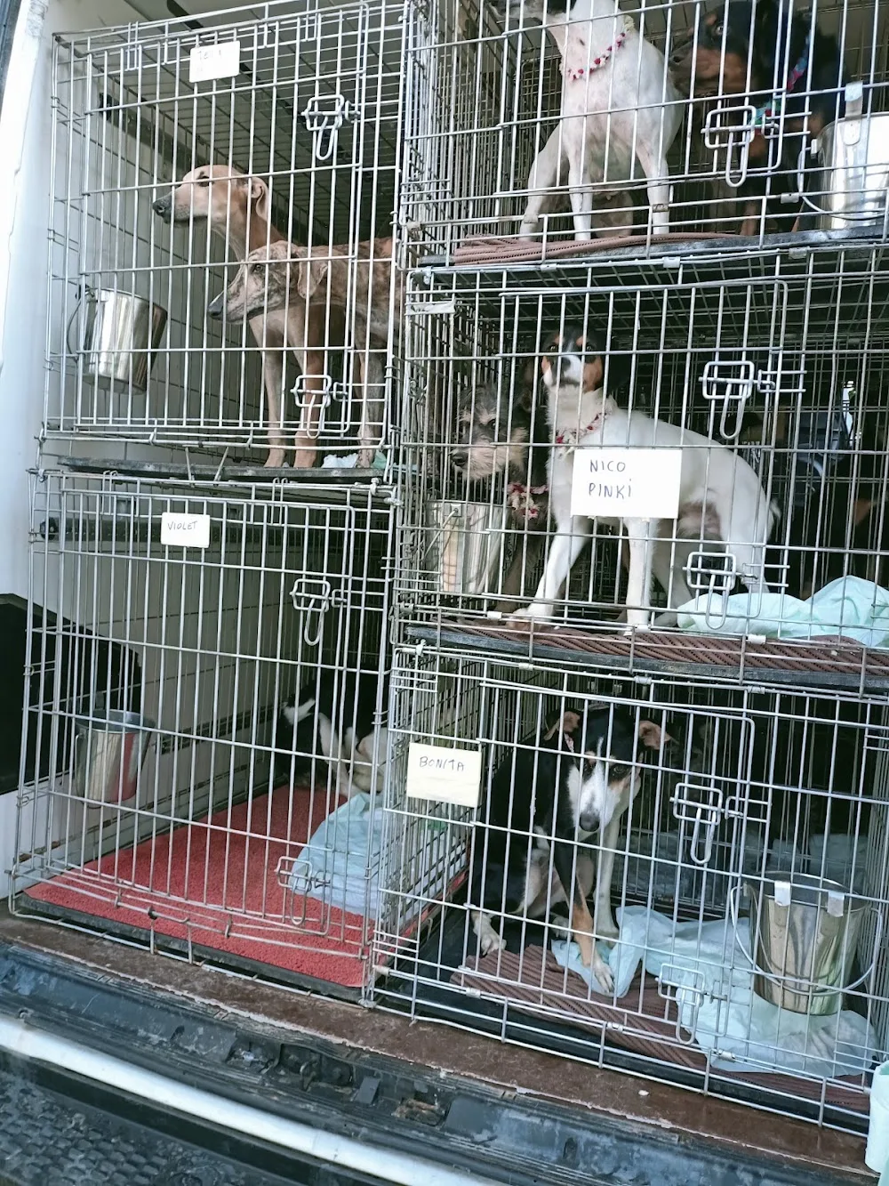 New Crazy Dog - Varese pet otel görseli 4