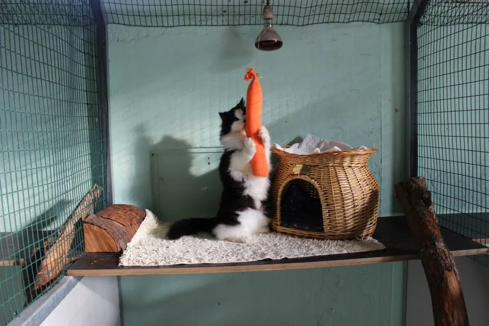 Nuovo Canbosco - Varese pet otel görseli 3