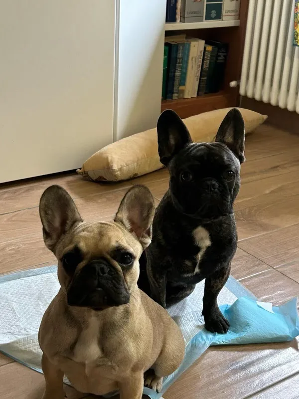 PENSIONE CANI E GATTI VARESE - Allevamento GAMECASTLE - BOULEDOGUE FRANCESI E BULLDOG INGLESI ANGERA VARESE - Varese pet otel görseli 7