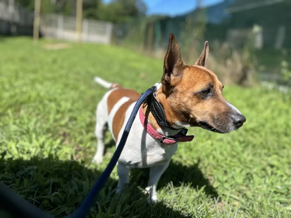 Pensione per Animali Luro'S Family Dog Camp - Varese pet otel görseli 3