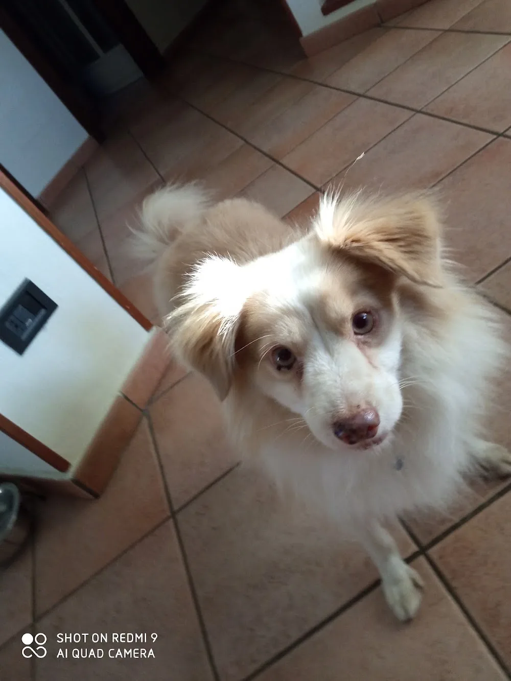 Qua La Zampa di Bogni Patrizia - Varese pet otel