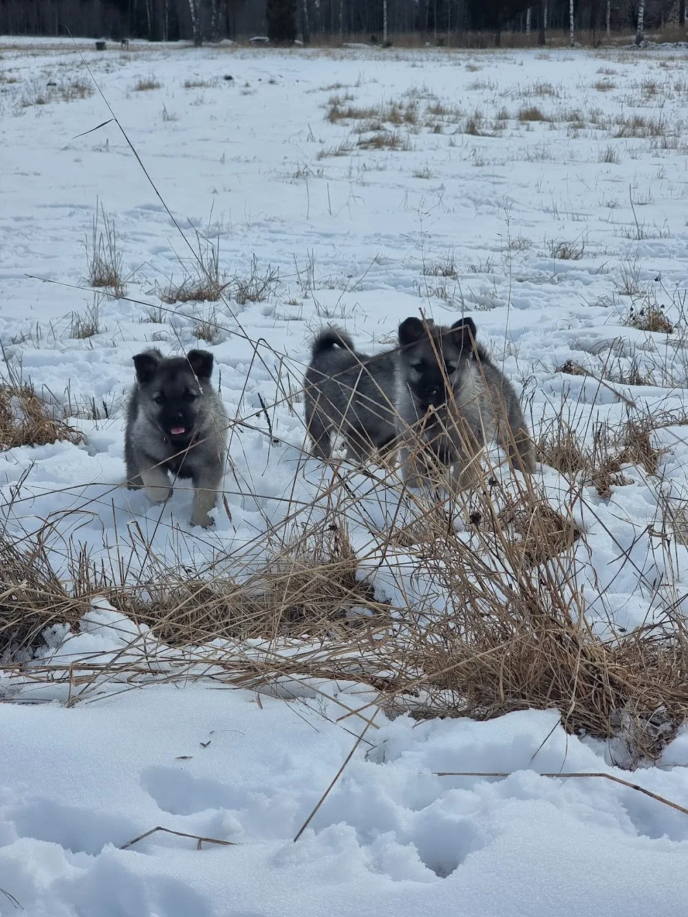 Älgholmens Kennel - Värmland pet otel görseli 2